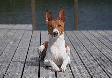 Basenji