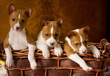 Basenji