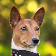 Basenji