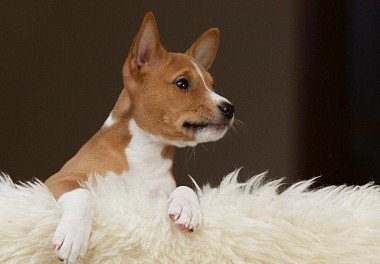 Basenji