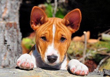 Basenji