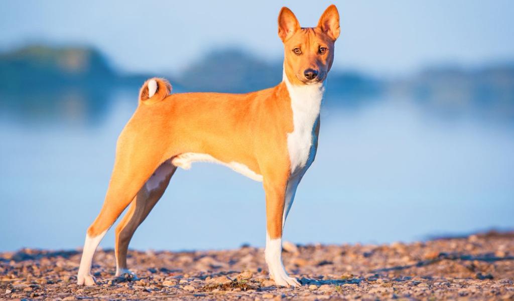 Basenji