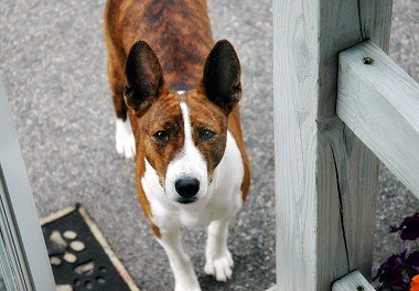 Basenji