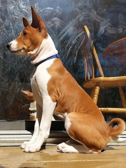 Basenji in profile