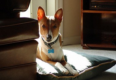 Basenji