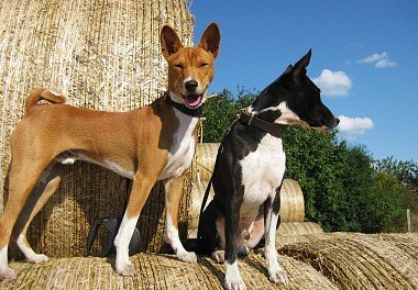 Basenji