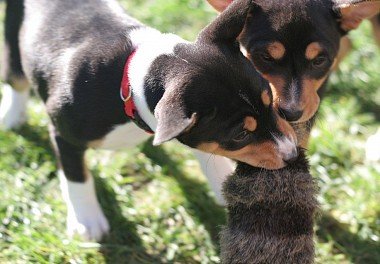 Basenji