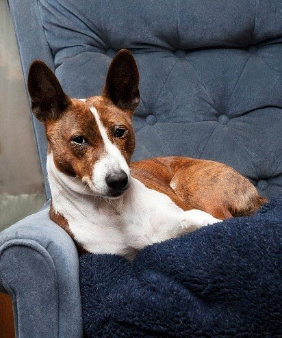 Basenji