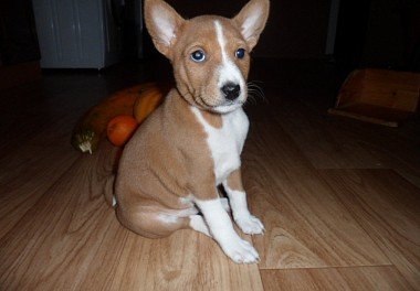 Basenji