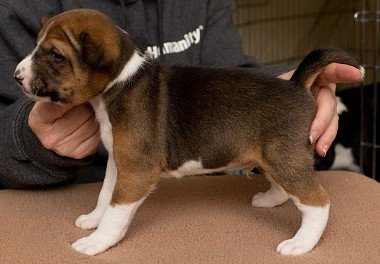 Basenji