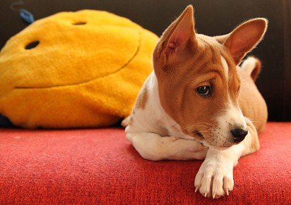 Basenji puppy