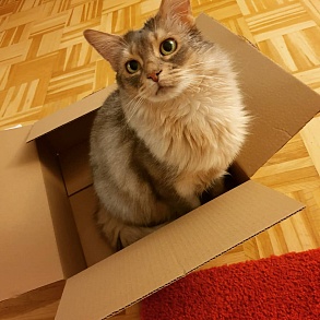 Somali Cat