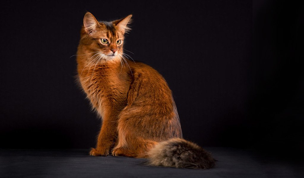 Somali Cat