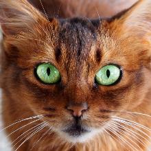 Somali cat