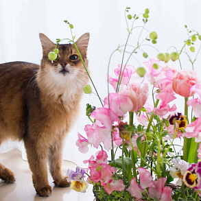 Somali Cat