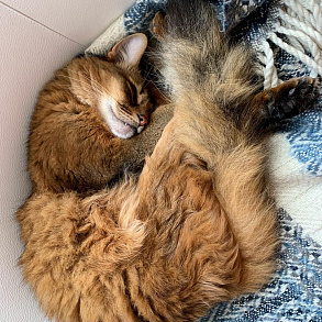 Somali Cat