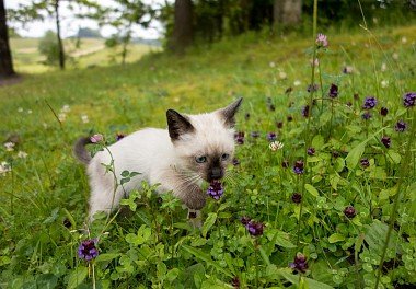 Thai Cat