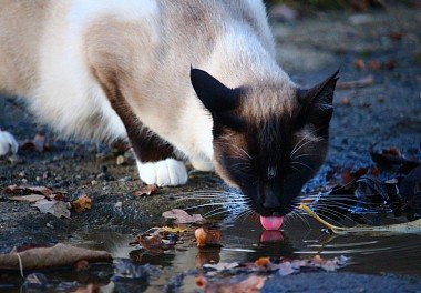 Thai Cat