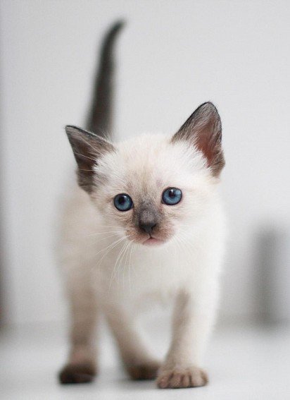 Siamese Kitten