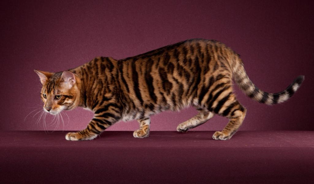 Toyger