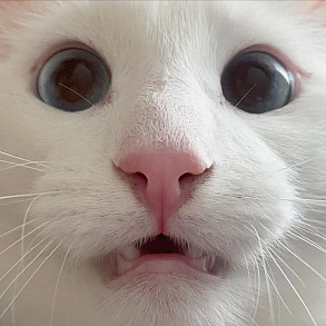 Turkish Angora