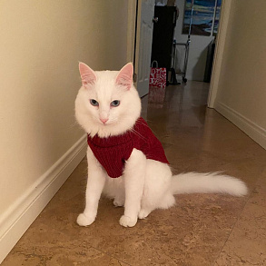 Turkish Angora