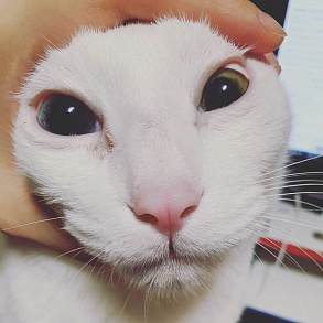 Turkish Angora