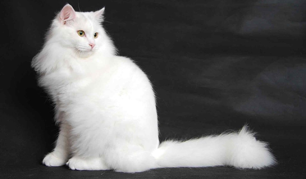 Turkish Angora