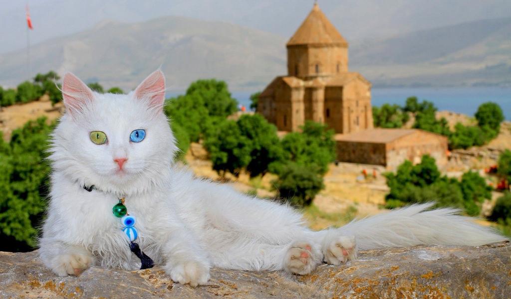 Turkish Van