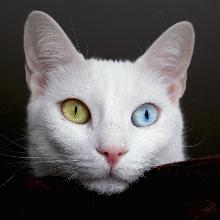 Turkish van