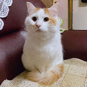 Turkish Van