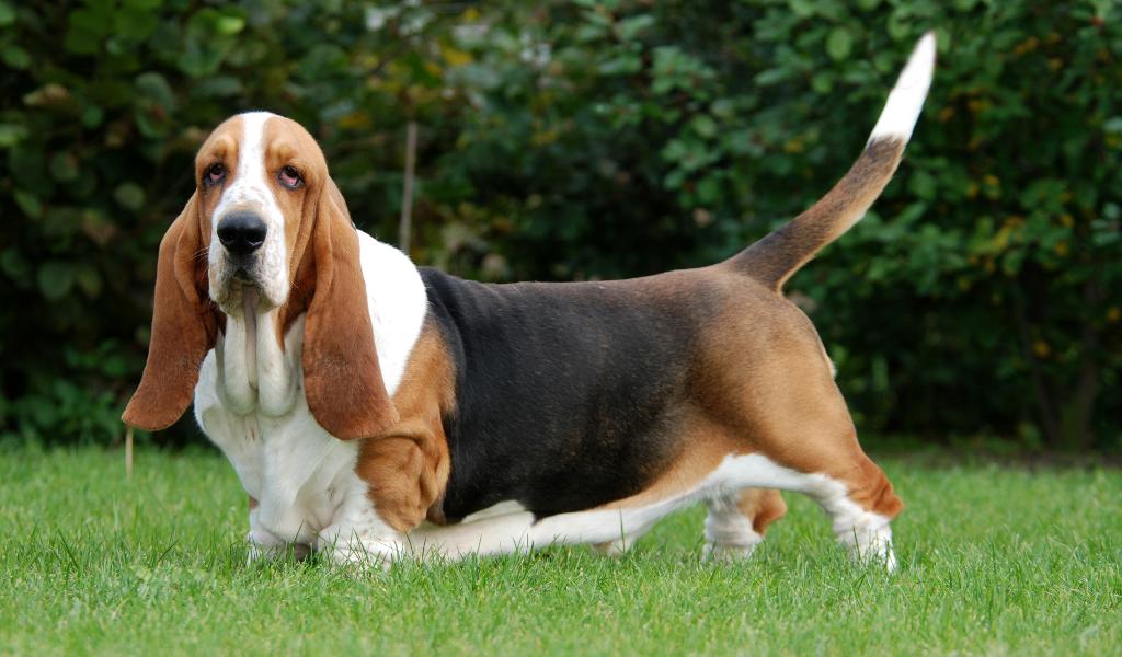 Basset Hound