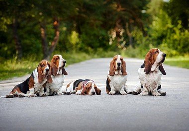 Basset Hound