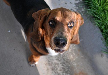 Basset Hound