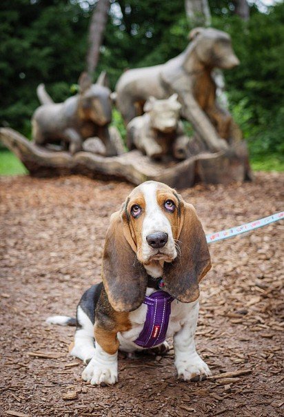 Basset Hound Puppy