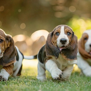 Basset Hound