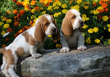 Basset Hound