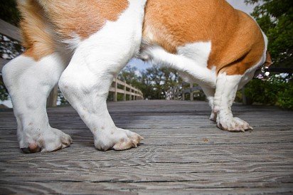 Basset Hound Paws