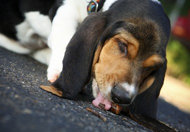 Basset Hound