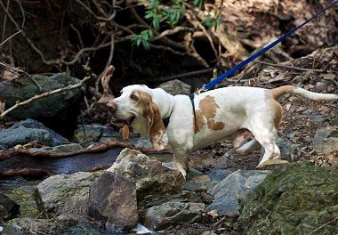 Basset Hound