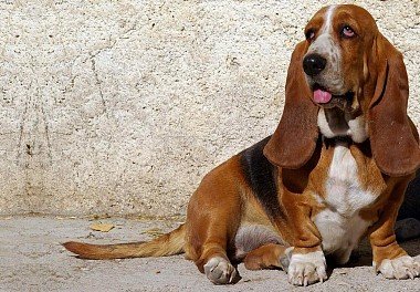 Basset Hound