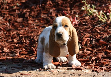 Basset Hound