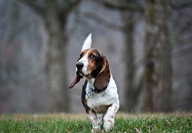 Basset Hound