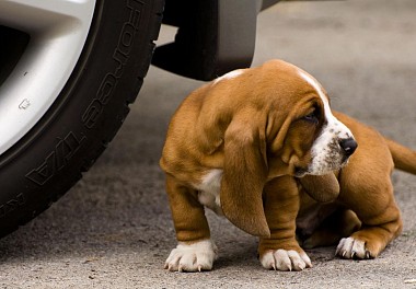 Basset Hound