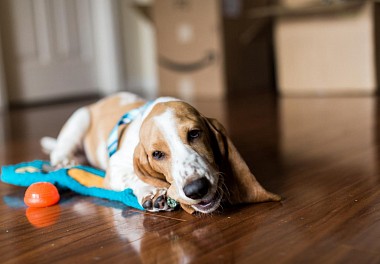 Basset Hound