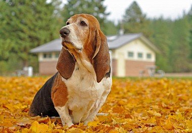 Basset Hound