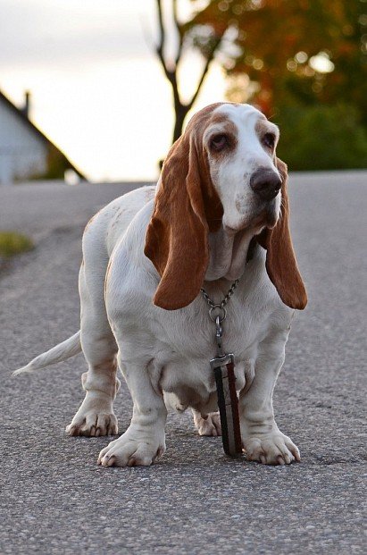 Basset Hound