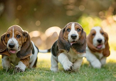 Basset Hound