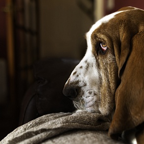 Basset Hound