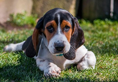 Basset Hound